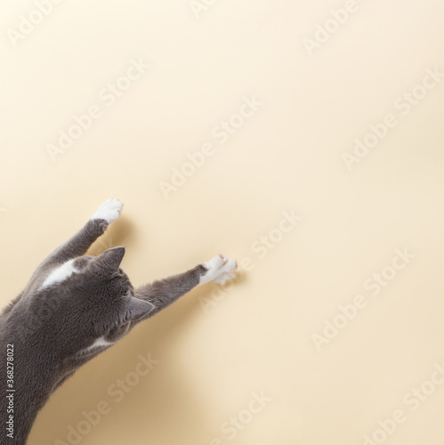 Grey cat on a yellow background  looks and stretches paw. Copy space  banner  top view.