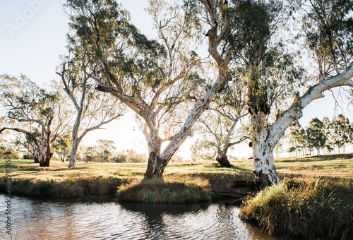 Afternoon light shines through eucalypts trees by a creek photo