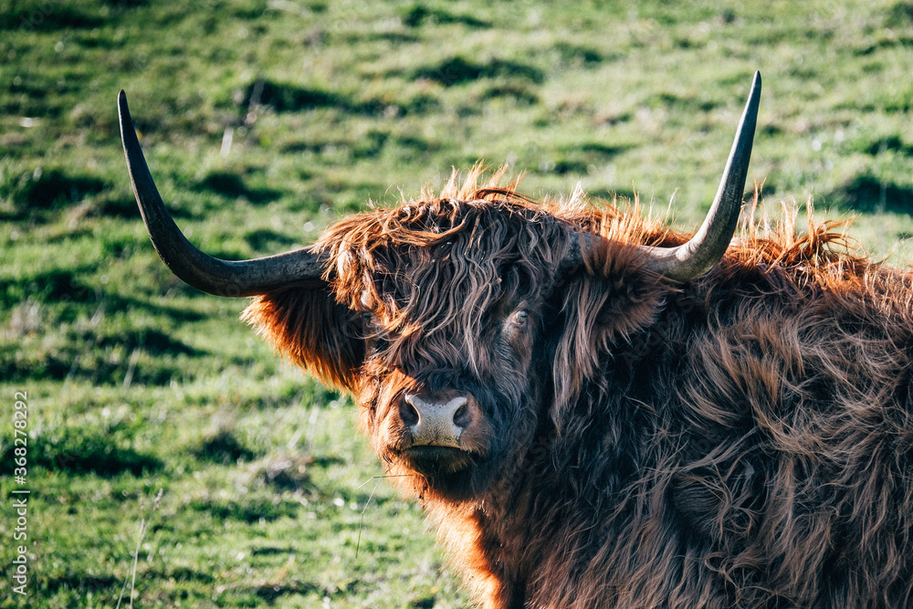 Big furry highland cow with horns Big furry highland cow with horns