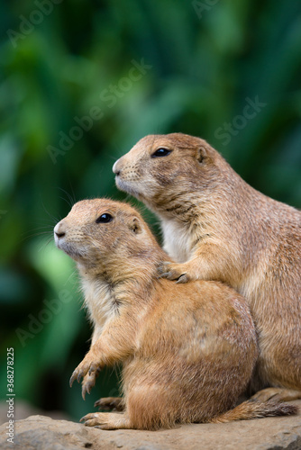 プレーリードッグの可愛い姿　prairie dog