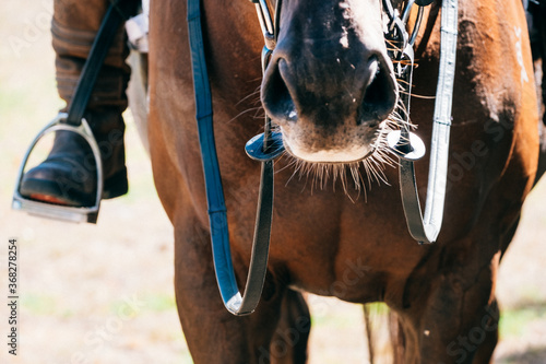 Details of horse and rider. photo