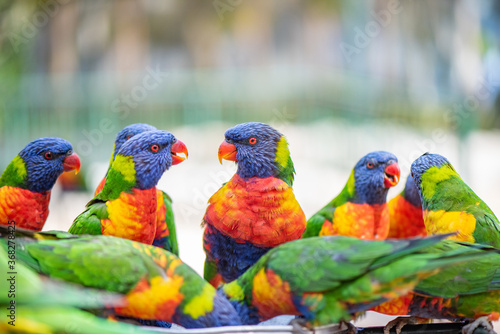 Multiple colourful lorikeets chat over feeding photo
