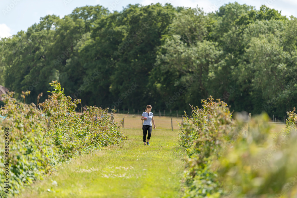 Young female picking fresh farm raspberries in field in Sevenoaks, Kent
