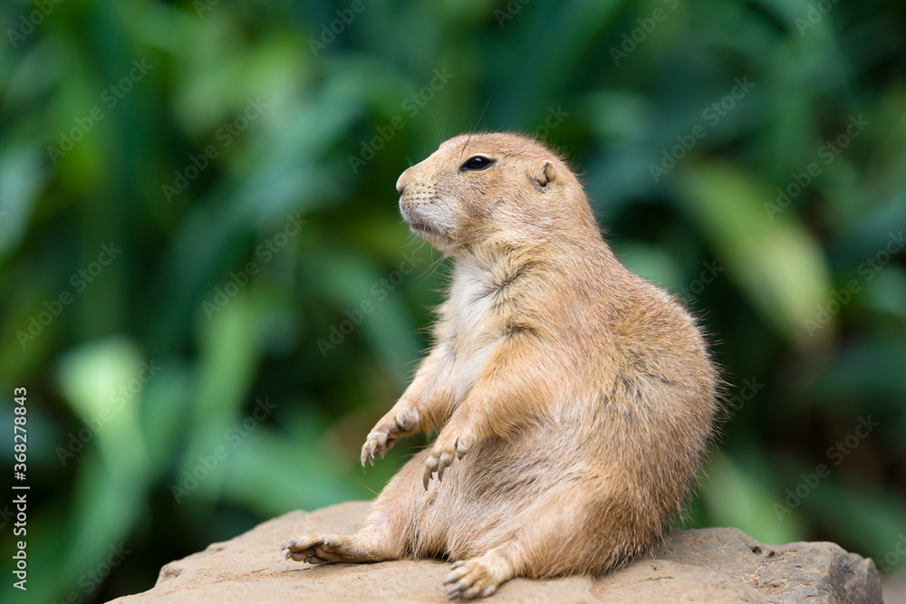 Fototapeta premium プレーリードッグの可愛い姿 prairie dog