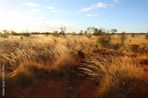 Northern Territory grasslands