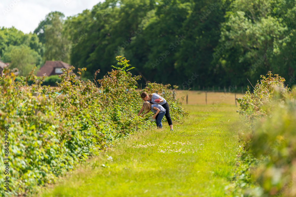 Young female and her daughter are picking fresh farm raspberries in field in Sevenoaks, Kent