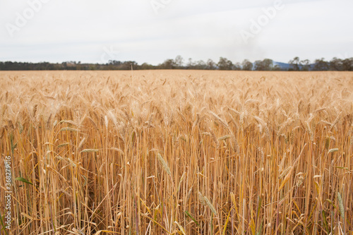 Wheat field photo