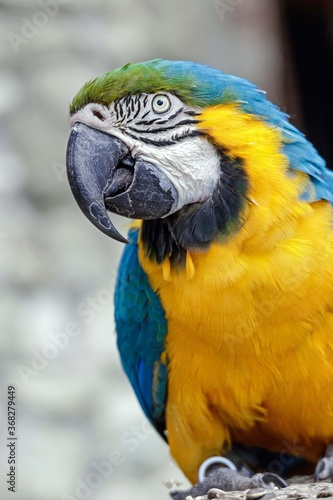 portrait of a blue yellow macaw  © kgo3121