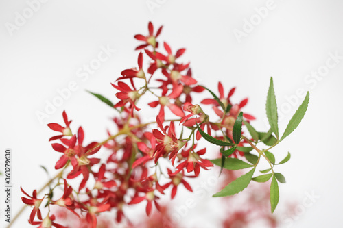 Close up of Christmas Bush flowers photo