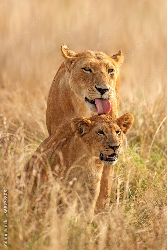 Obraz premium Mother and cub 