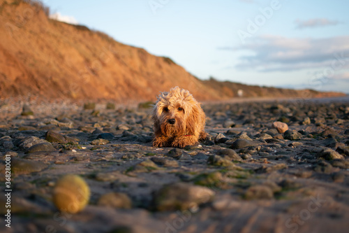 Cockapoo on the beach looking at his ball