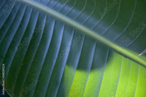 Leaf in the sunshine