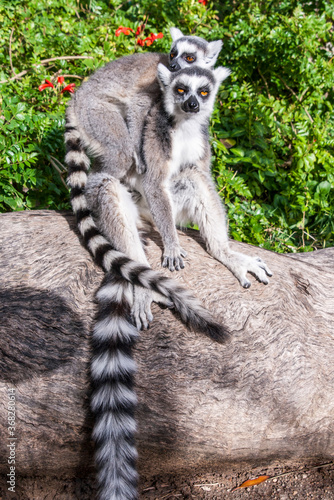 Two ring-tailed Lemurs on a tree