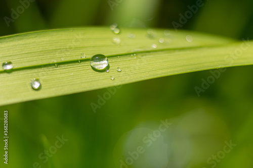 Green leaf with drop of water after rain macro close up photo
