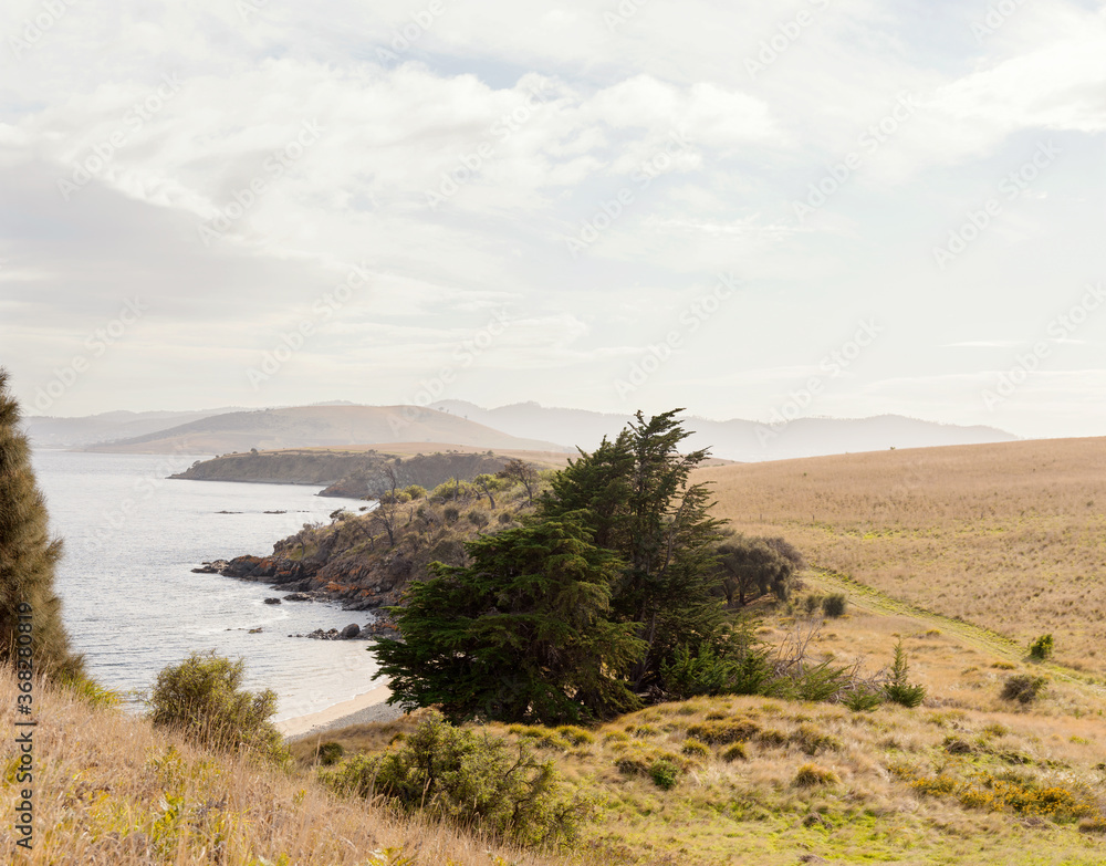 Cloudy sky over low grassland in public coastal nature reserve with pine trees in foreground Cloudy sky over low grassland in public coastal nature reserve with pine trees in foreground