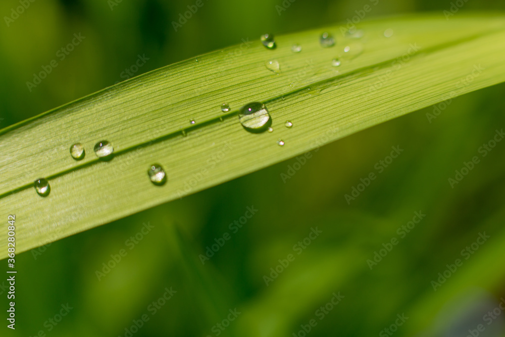 Green leaf with drop of water after rain macro close up photo Green leaf with drop of water after rain macro close up photo