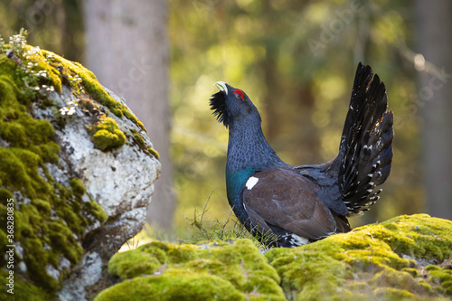 Tablou canvas Proud western capercaillie, tetrao urogallus, lekking on rock in spring