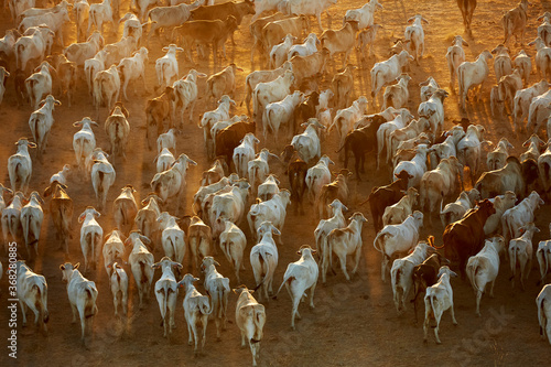 High angle view of herd of cattle walking during sunrise photo