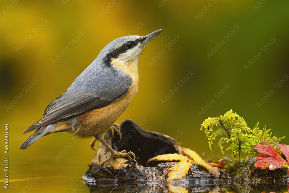 Little eurasian nuthatch, sitta europaea, sitting on wood in pond in autumn. Colorful songbird with black stripe on head looking above on stump. Small animal with feather watching from side. Little eurasian nuthatch, sitta europaea, sitting on wood in pond in autumn. Colorful songbird with black stripe on head looking above on stump. Small animal with feather watching from side.