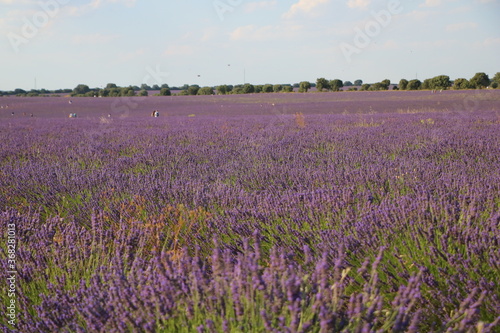 field of lavender brihuega spain