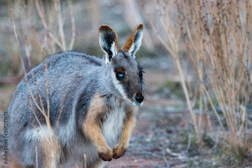 yellow footed rock wallaby close up photo