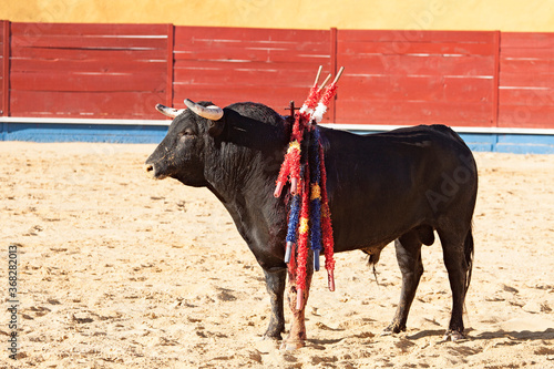 Spanish bull in the bullfighting. Power and danger concept