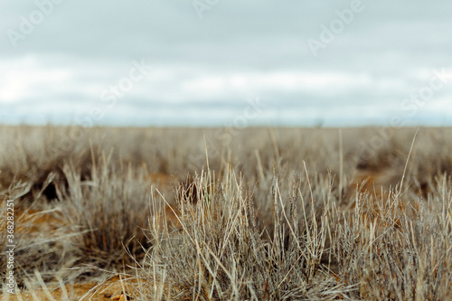 Close up detail of brown grass with blurred rural landscape and horizon in background