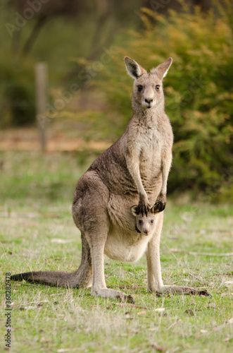 Mother and baby kangaroo in the wild photo