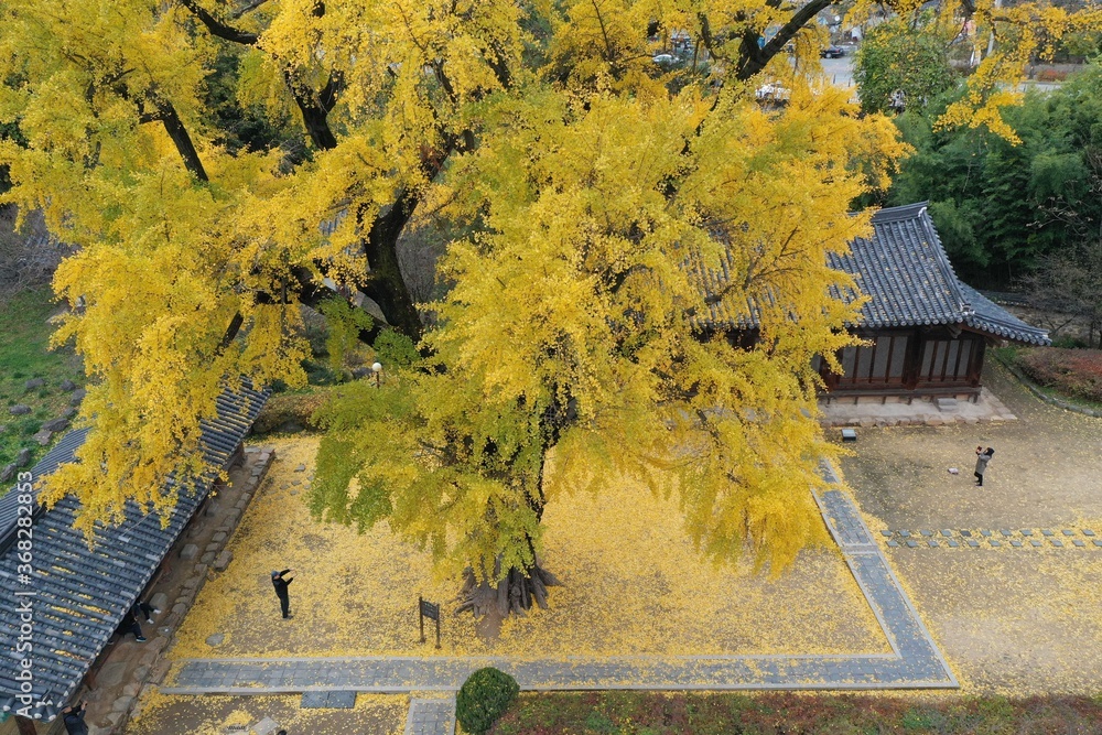 Φωτογραφία Autumn scenery of Myeongnyundang in Jeonju hyanggyo Confucian School in Jeonju-si, South Korea