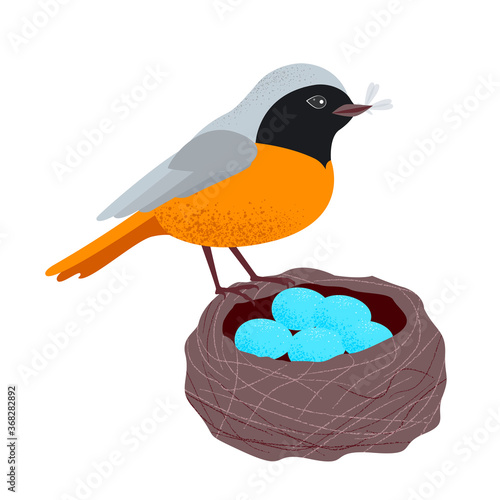 bird in a nest with eggs