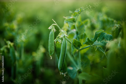 Peas Growing in paddock