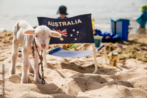 Pet lamb on a beach on australia day photo