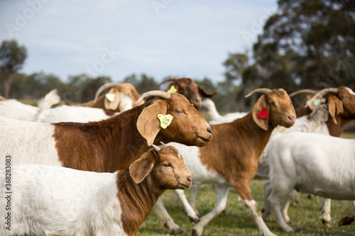 Boer goats with kids on Australian farm photo