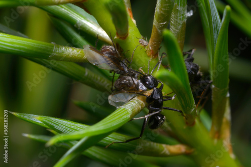 Black ant guarding aphids sitting among pine needles