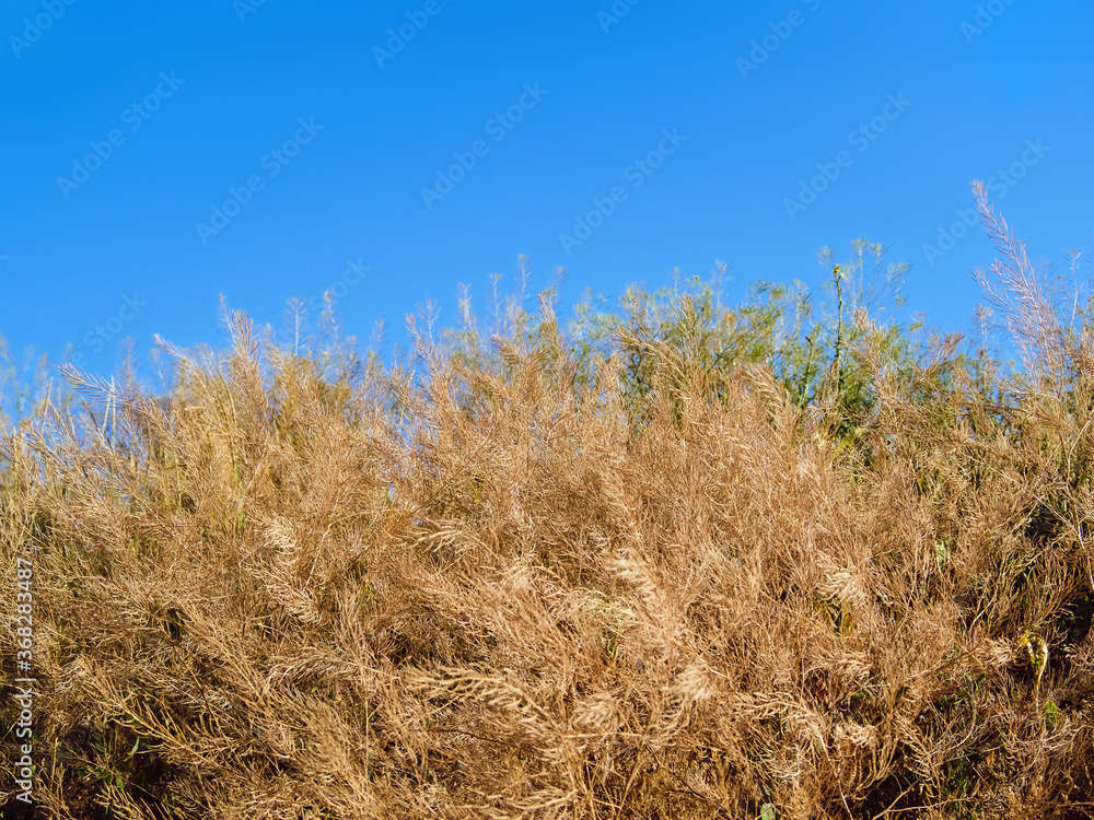 Fototapeta premium dry grass in the wind in a field against a blue sky