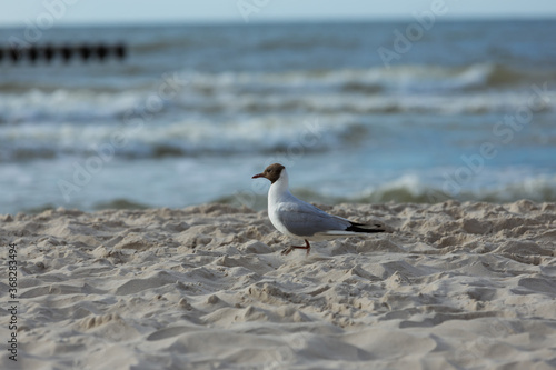 Mewa chodzi po piaszczystej plaży nad brzegiem morza