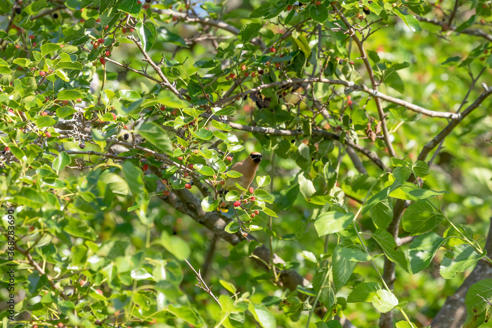 Cedar waxwing on a mulberry tree