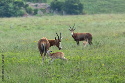 Adult Blesbok  Damaliscus pygargus phillipsi  lactacing her calf  in Malolotja Nature Reserve  Hhohho Province  northern Swasiland  Southern Africa