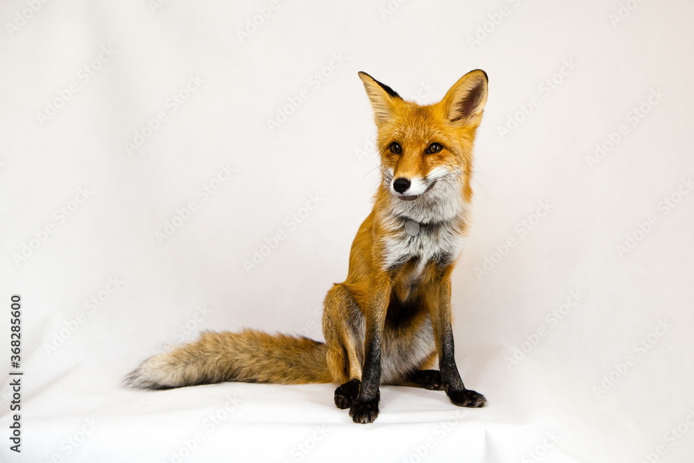 Red ginger fox sits on a white background
Red ginger fox sits on a white background