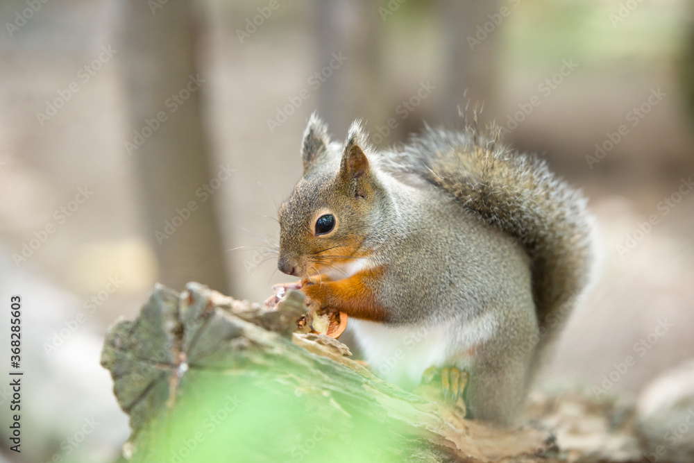 Fototapeta premium リスのカワイイ姿 Squirrel