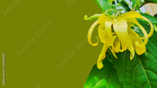 Natural background with ylang - ylang flower, ylang-ylang on green background
