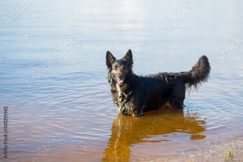 Funny cute black shepard dog standing in water and looking at the camera