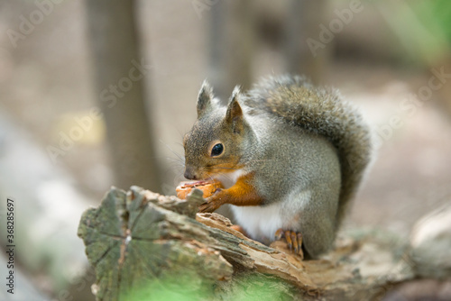                            Squirrel