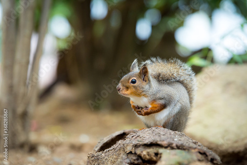 Wallpaper Mural リスのカワイイ姿　Squirrel Torontodigital.ca