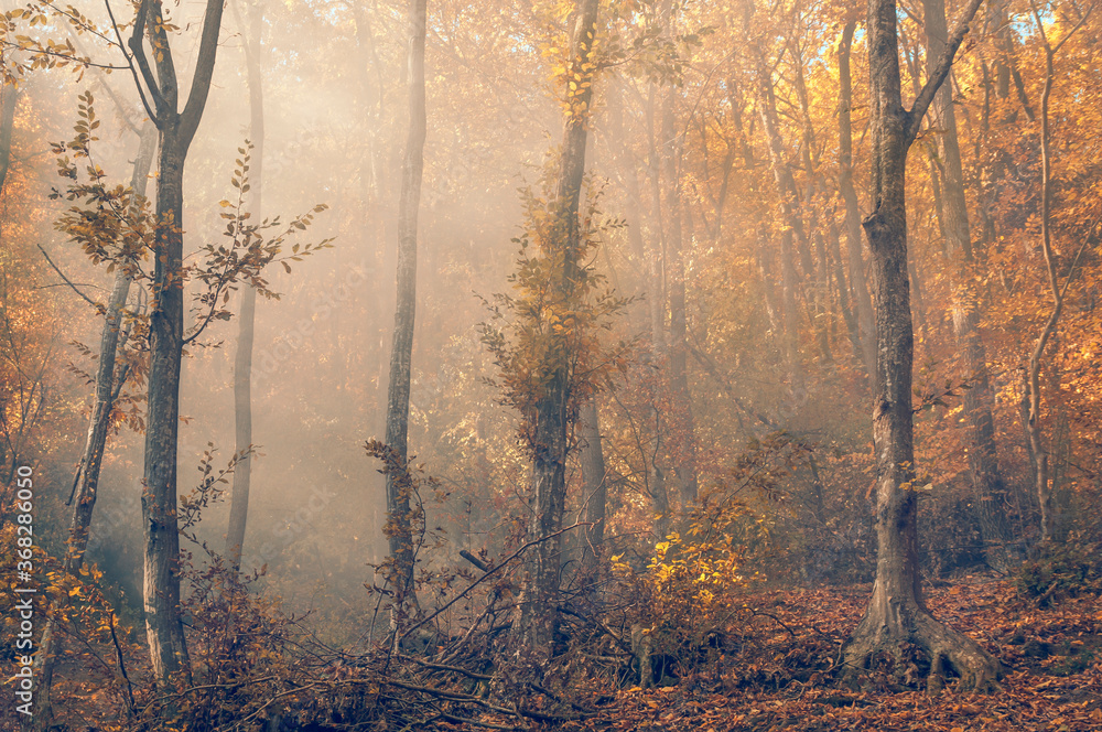 fog in the forest fog in the forest