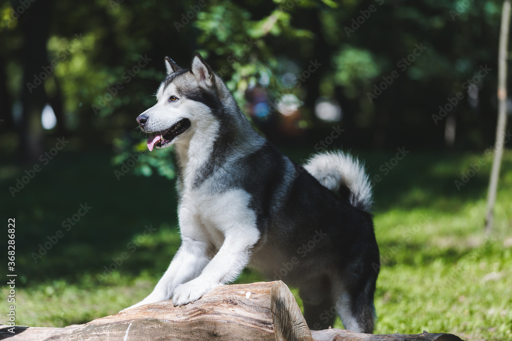 Alaskan malamute dog playing in the middle of forest, selective focus