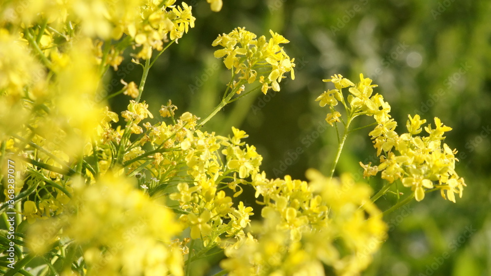 yellow meadow flowers as background yellow meadow flowers as background