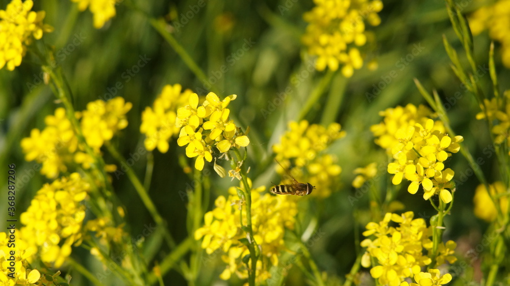a bee flies between yellow flowers in a meadow a bee flies between yellow flowers in a meadow