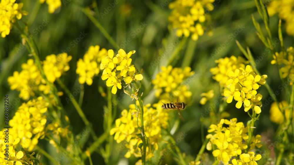 Fototapeta premium pszczoła leci wśród żółtych kwiatów na łące