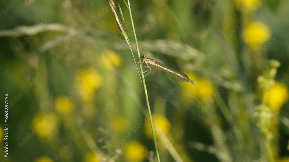 dragonfly on a thin stalk dragonfly on a thin stalk